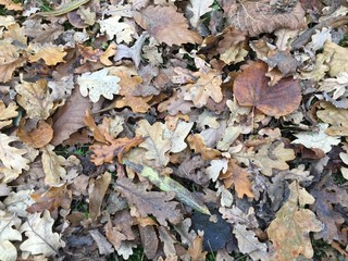 Dry leaves on road background