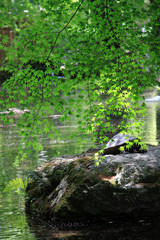 Naklejka premium 岐阜公園