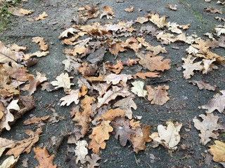 Dry leaves on road background