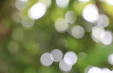 Obraz premium Bokeh natural color warm background. Filter leaf of the tree