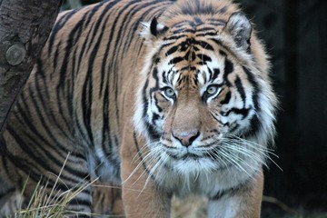 Naklejka premium TIGER - Sumatran tiger (Panthera tigris sumatrae) rare tiger subspecies that inhabits the Indonesian island of Sumatra. Critically Endangered stock, photo, photograph, image, picture, press, 
