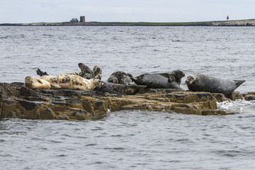 Grey seal (Halichoerus grypus), resting on cliffs, Farne Islands, United Kingdom.