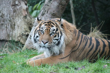 Sumatran Tiger rare and endagered