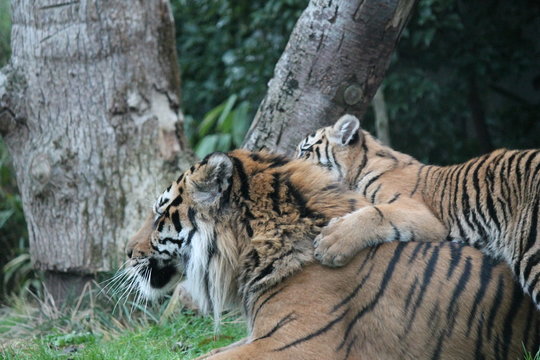 Sumatran Tiger rare and endagered