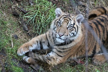 Sumatran Tiger cub rare and endangered