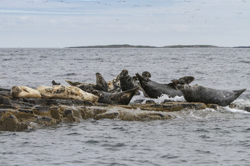 Grey seal (Halichoerus grypus), resting on cliffs, Farne Islands, United Kingdom.
