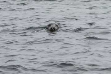 Grey seal (Halichoerus grypus), resting on cliffs, Farne Islands, United Kingdom.