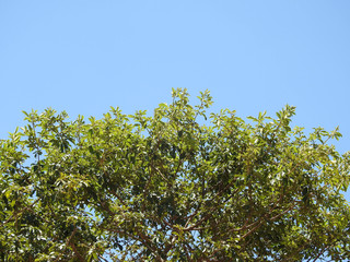 leaves