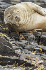 Grey seal (Halichoerus grypus), resting on cliffs, Farne Islands, United Kingdom.