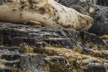 Fototapeta na wymiar Grey seal (Halichoerus grypus), resting on cliffs, Farne Islands, United Kingdom.