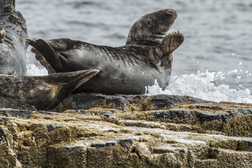 Grey seal (Halichoerus grypus), resting on cliffs, Farne Islands, United Kingdom.