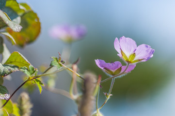 Geranium lamberti ssp. siamensis flower