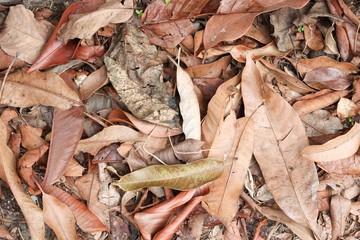 dry leaf texture background in nature
