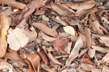 dry leaf texture background in nature