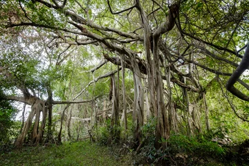 Papier Peint photo Lavable Arbres  banyan tree