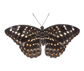 Fototapeta premium Beautiful butterfly isolated on white backgroun