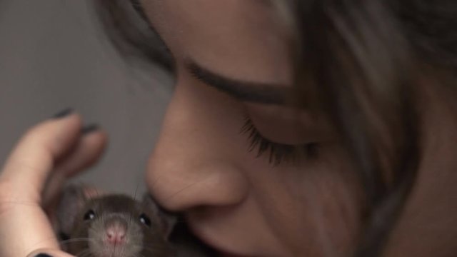 Beautiful lovely girl holds a hand a small home little pet brown mouse close up. She pats her kisses. smiles.