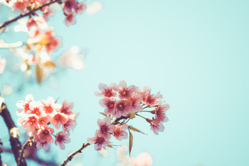Close-up of beautiful vintage sakura tree flower (cherry blossom) in spring. vintage color tone...