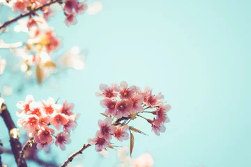 Fotobehang Close-up of beautiful vintage sakura tree flower (cherry blossom) in spring. vintage color tone style. © jakkapan