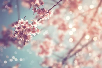 Gordijnen Close-up van prachtige vintage sakura boom bloem (kersenbloesem) in het voorjaar. vintage kleurtoonstijl. © jakkapan