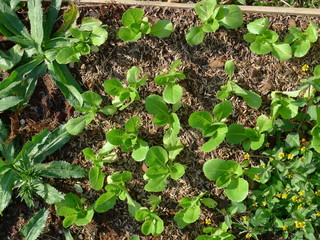 Farm vegetable garden / Tropical vegetables
