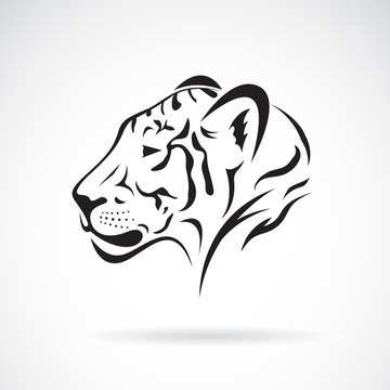 Vector of a tiger head on white background. Wild Animals