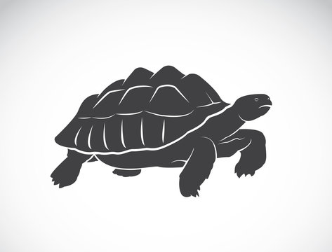 Vector of a turtle on white background. Reptile. Wild Animals.