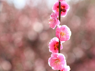 Fototapeta na wymiar ウメ　ピンクの花