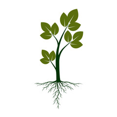 Green Tree with Roots. Vector Illustration.