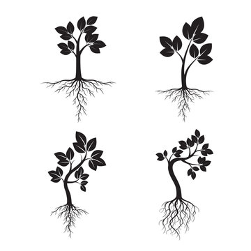Set Black Trees with Roots. Vector Illustration.