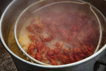 Crawfish Boiling in Hot Water