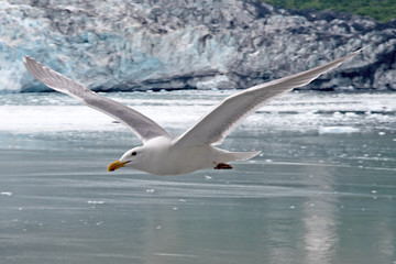 Fototapeta na wymiar Seagull Alaska