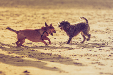 Two mongrel dogs playing together on beach