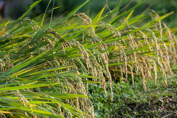 rice field