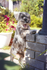 Schnauzer puppy playing in the garden