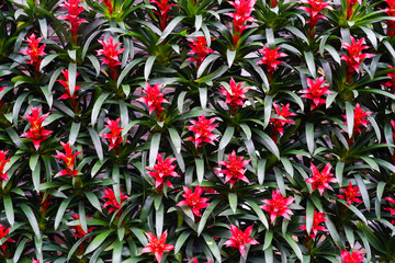 Fototapeta premium Colorful flowers for background. Closeup flowers for background or texture.