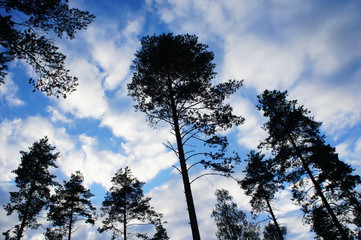 Pine trees top with with blue sky and clouds background