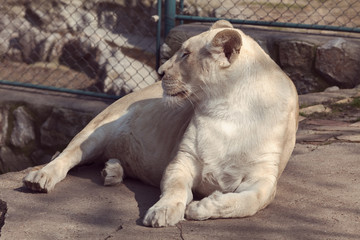 white lioness