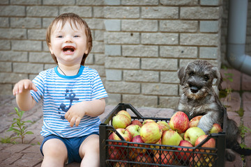 Boy and puppy standard Schnauzer with crate of apples