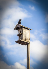 Starling took place in the spring birdhouse.