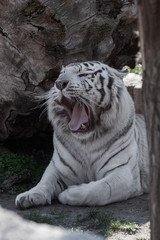 jaw of white tiger