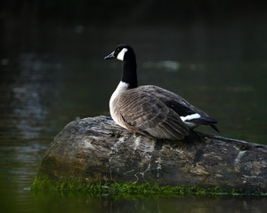 Canada Goose, Salt Creek near Joyce, WA