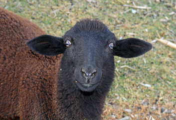 Domesticated sheep on farm