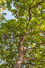 big trees beside the road