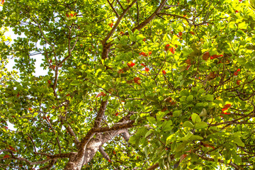 Fototapeta premium big trees beside the road