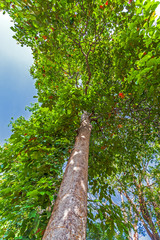 Fototapeta premium big trees beside the road