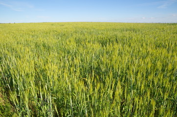 Rye field on a Sunny summer day