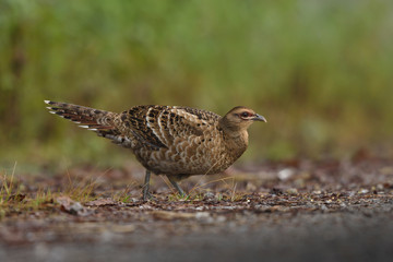 Mrs.Hume's Pheasant female Birds in Thailand and Southeast Asia.