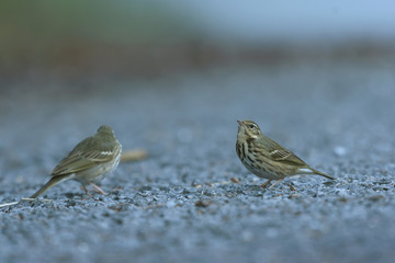 Pipit Birds in Thailand and Southeast Asia.