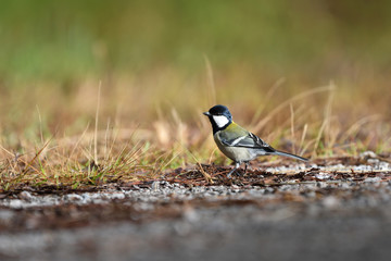 Great Tit Birds in Thailand and Southeast Asia.